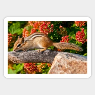 Chipmunk Sticker